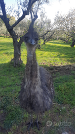 Coppia Emu