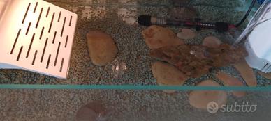 acquario tartarughe 