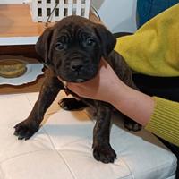 Cuccioli di cane corso