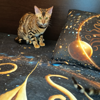 Meravigliosa cucciola con stupendo contrasto