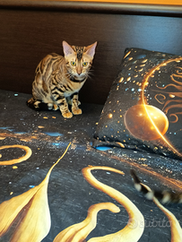 Meravigliosa cucciola con stupendo contrasto