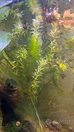 Piante per acquario