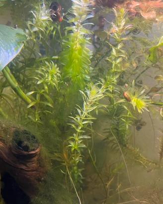Piante per acquario