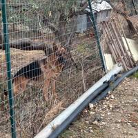 Per. Monta. Pastore. Tedesco