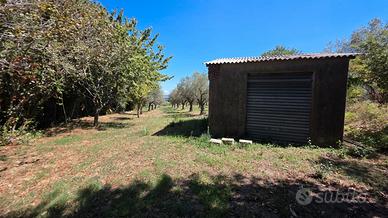 Terreno Agricolo a Girifalco (CZ) - Contrada Vasia