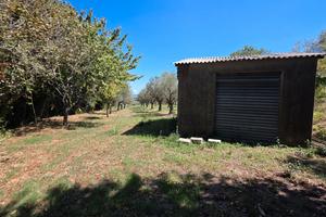 Terreno Agricolo a Girifalco (CZ) - Contrada Vasia