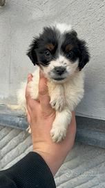 Batuffoli di maltipoo toy da borsetta