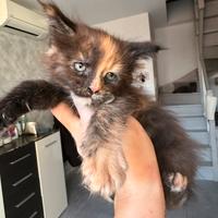 Cucciola Maine coon