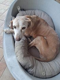 Cagnolina 9 anni