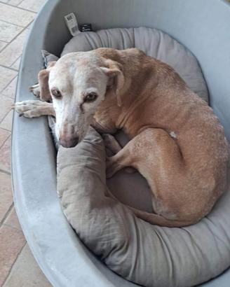 Cagnolina 9 anni