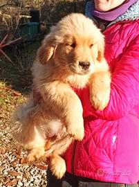 Golden retriever americano maschi e femmine