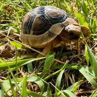 Testudo marginata