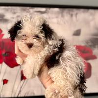 Barboncino mini toy ULTIMO DISPONIBILE