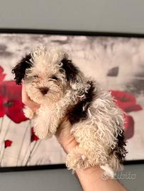 Barboncino mini toy ULTIMO DISPONIBILE