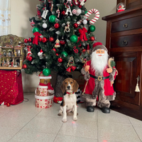 Beagle