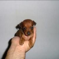 Pincher mini femmina