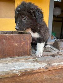 Border collie