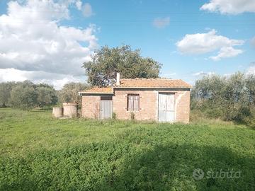 Uliveto con casaletto