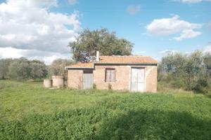 Uliveto con casaletto