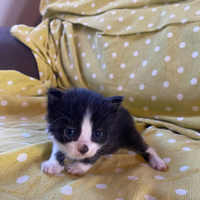 Gattina