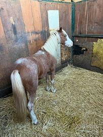 Pony di 6 anni