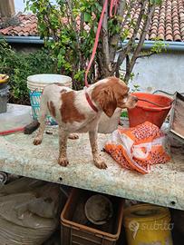 Cucciolo di breton