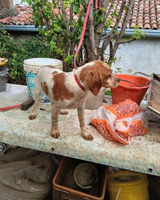 Cucciolo di breton