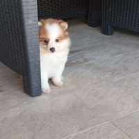 Volpino di Pomerania purissima razza