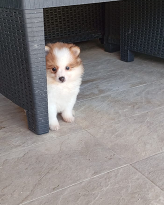 Volpino di Pomerania purissima razza