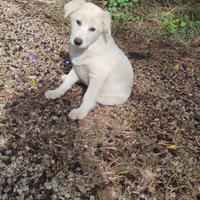 Cane cucciolo
