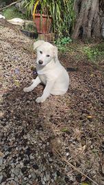 Cane cucciolo