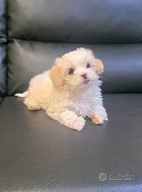 Femmina di Bichon Havanese