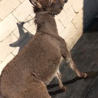 Asinello da compagnia