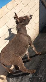 Asinello da compagnia