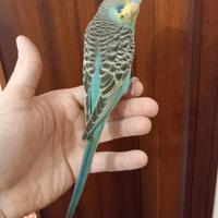 Cocorite allevate a mano