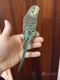 Cocorite allevate a mano