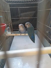 Coppia di inseparabili