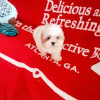 Shihtzu