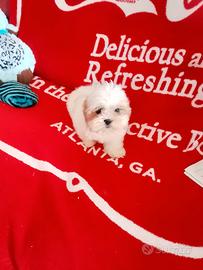 Shihtzu