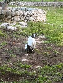 Caprette vari colori