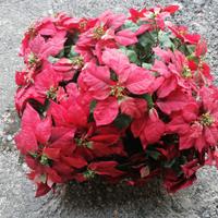 cesto con stelle di Natale