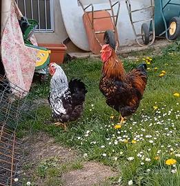 Gallo rosso Wyandotte