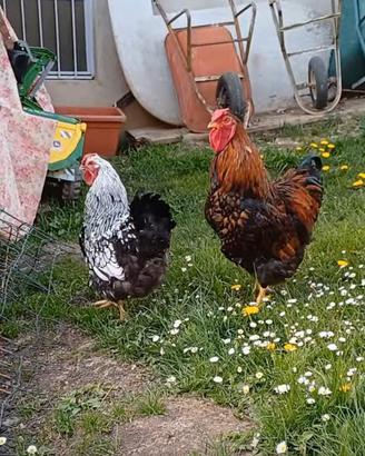 Gallo rosso Wyandotte