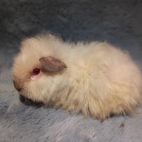 Cucciola Cavia di razza Merino