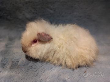 Cucciola Cavia di razza Merino