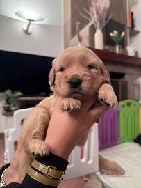 Golden retriever linea 100% AMERICANA