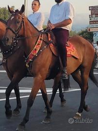 Cavallo