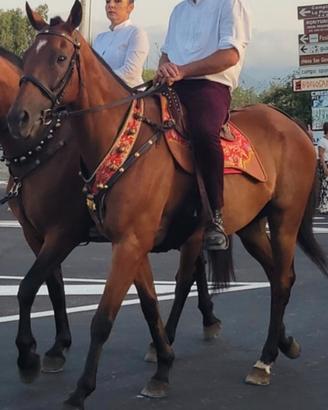 Cavallo