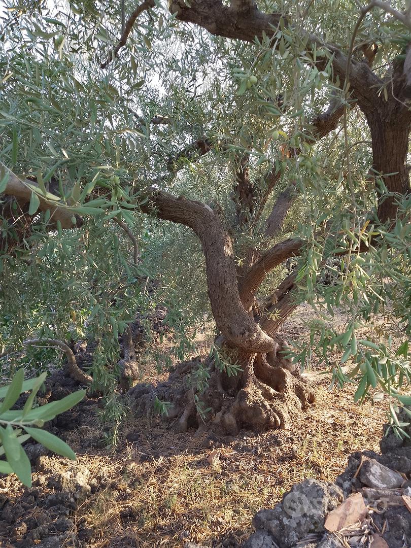 Pistacchieto con rustico - Vista 3