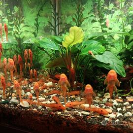 Ancistrus Super Red pesci pulitori